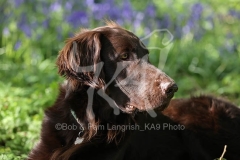 Retriever - Flat-coated