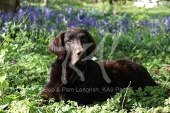 Retriever - Flat-coated