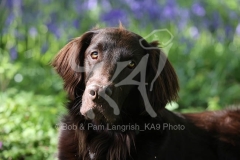 Retriever - Flat-coated