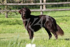 Retriever - Flat-coated