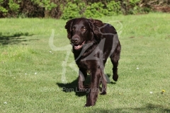 Retriever - Flat-coated