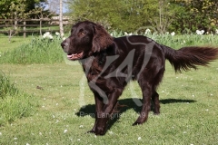 Retriever - Flat-coated
