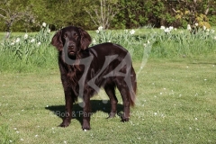 Retriever - Flat-coated
