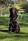 Retriever - Flat-coated