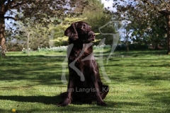 Retriever - Flat-coated