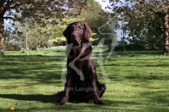 Retriever - Flat-coated
