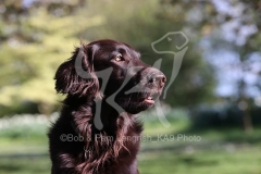 Retriever - Flat-coated