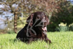 Retriever - Flat-coated
