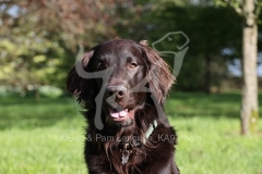 Retriever - Flat-coated