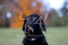 Retriever - Flat-coated