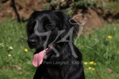Retriever - Flat-coated