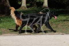 Retriever - Flat-coated