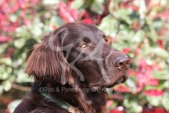 Retriever - Flat-coated