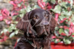 Retriever - Flat-coated