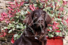 Retriever - Flat-coated