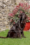 Retriever - Flat-coated