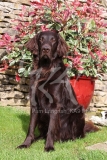 Retriever - Flat-coated