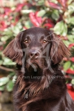 Retriever - Flat-coated