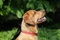 Retriever - Fox Red Labrador