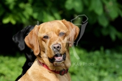 Retriever - Fox Red Labrador