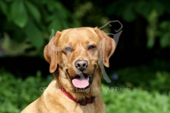 Retriever - Fox Red Labrador