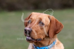 Retriever - Fox Red Labrador