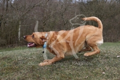 Retriever - Fox Red Labrador