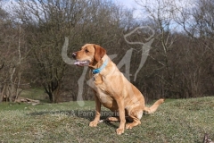 Retriever - Fox Red Labrador