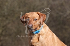 Retriever - Fox Red Labrador