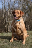 Retriever - Fox Red Labrador