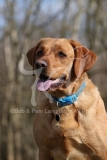 Retriever - Fox Red Labrador