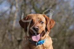 Retriever - Fox Red Labrador