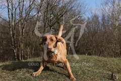 Retriever - Fox Red Labrador
