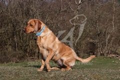 Retriever - Fox Red Labrador