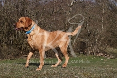 Retriever - Fox Red Labrador