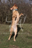 Retriever - Fox Red Labrador