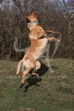 Retriever - Fox Red Labrador