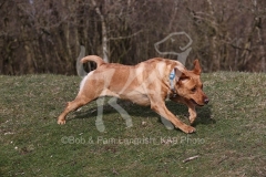 Retriever - Fox Red Labrador