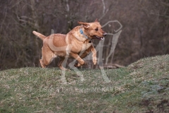 Retriever - Fox Red Labrador
