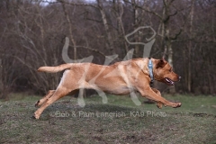 Retriever - Fox Red Labrador