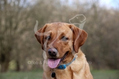 Retriever - Fox Red Labrador