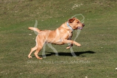 Retriever - Fox Red Labrador