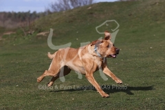 Retriever - Fox Red Labrador