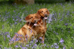 Retriever - Fox Red Labrador