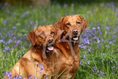 Retriever - Fox Red Labrador