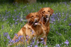 Retriever - Fox Red Labrador