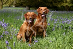 Retriever - Fox Red Labrador
