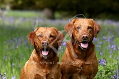 Retriever - Fox Red Labrador