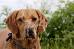 Retriever - Fox Red Labrador
