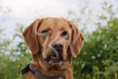 Retriever - Fox Red Labrador